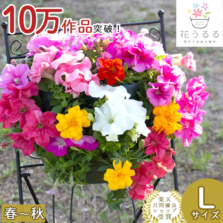 Lサイズ] ペチュニアのハンギング 寄せ植え [ピンク オパール
