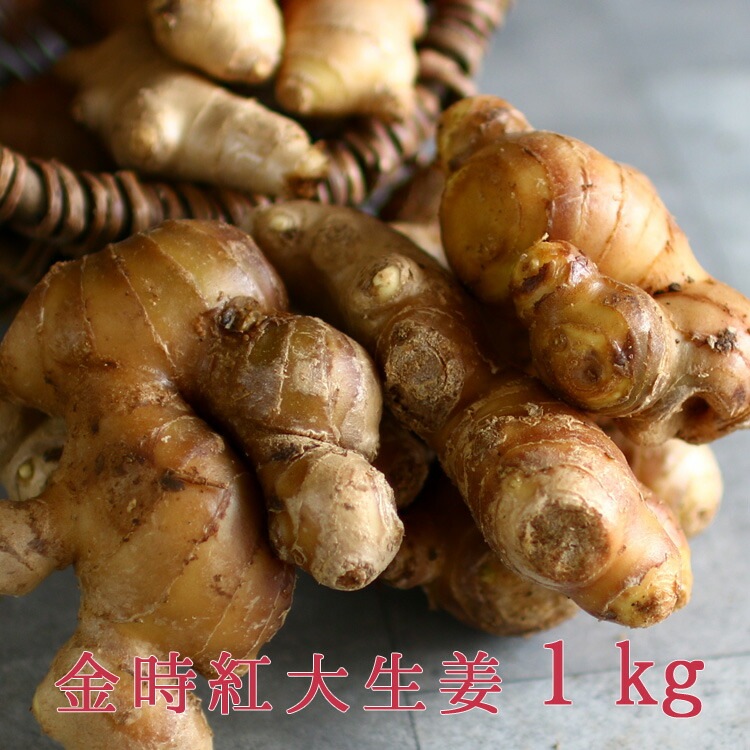種生姜13kg 楽天市場】【送料無料】種生姜 品種：金時 ( きんとき ) 野菜の苗 1kg