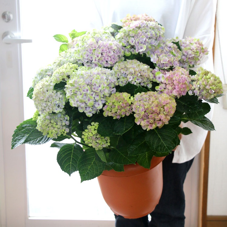 秋色アジサイ 品種 マジカルシリーズ マジカル ハイドランジア マジカルレボリューション レインボー 色変わり中 8号鉢 鉢花 アジサイ 花うるる 本店