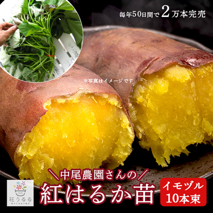 苗 ホクホクべにあずま芋苗300本
