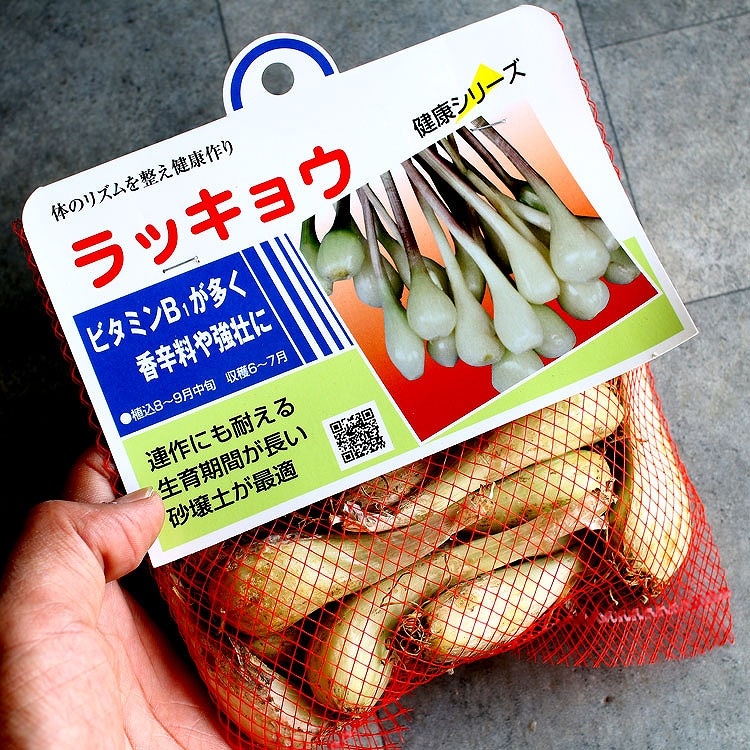 ラッキョウ 150g(宮崎県産）種根」種 国産 らっきょう 辣韭 らっきょ