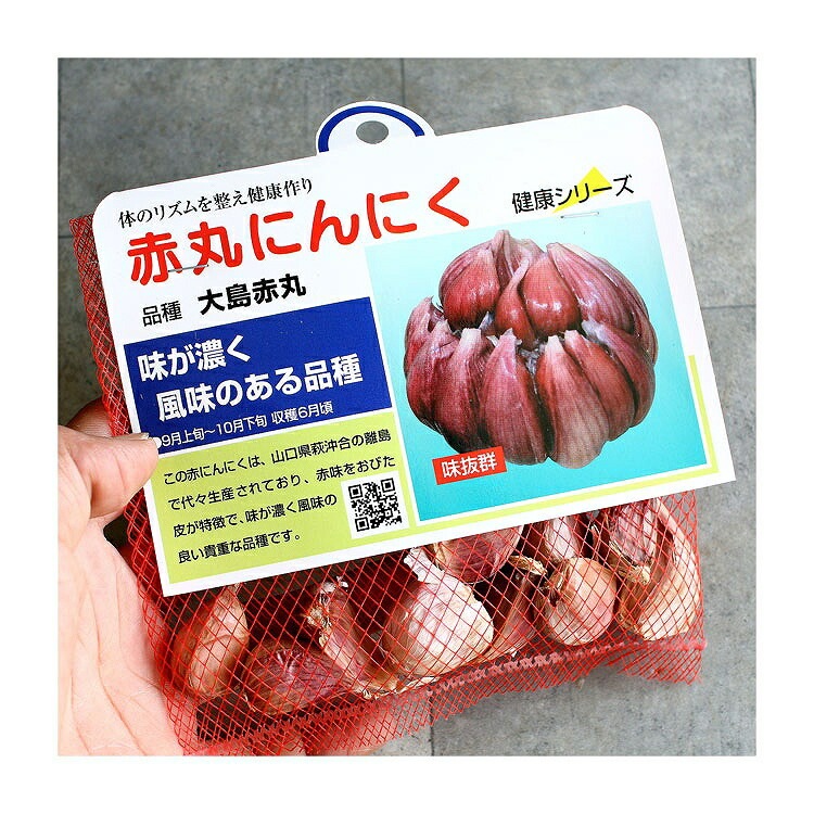 赤丸ニンニク (山口県産）種子 10リン片」国産 にんにく 種 ニンニク