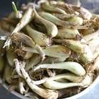 �� ��å��祦  1kg(��븩���˼ﺬ�׼� �� ��ä��礦 ���� ��ä��� ��å��� �ﺬ �� �����ڱ�