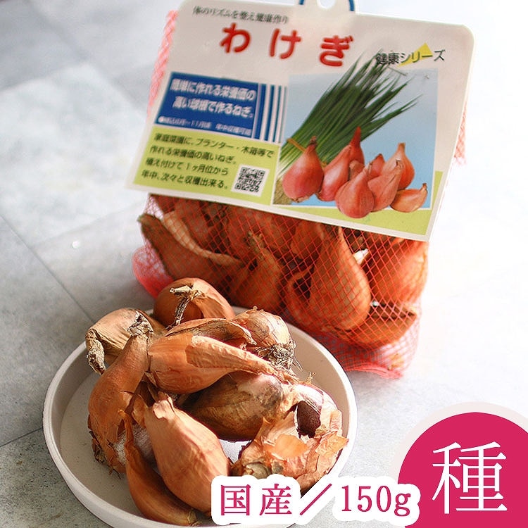 わけぎ 国産 種子 150ｇ 何度も収穫できてコスパ抜群 分葱 わけぎ 球根 国産 種子 種 苗 家庭菜園 ネギ 苗 種子 果樹 野菜苗 憧れの家庭菜園を始めよう わけぎ 分葱 年中収穫可 花うるる 本店