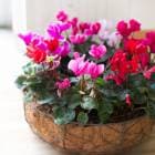 ǥ󥷥Υ꡼󤻿ڥ磻䡼꡼ver