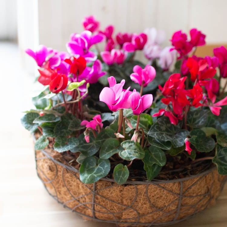 ガーデンシクラメンのリース寄せ植え【ワイヤーリースver