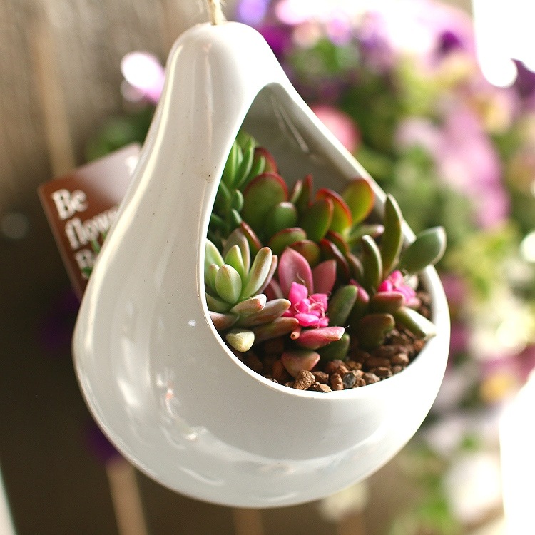 多肉植物 Or サボテン 寄せ植え ドロップ 陶器ポット 観葉植物 多肉植物 花うるる 本店