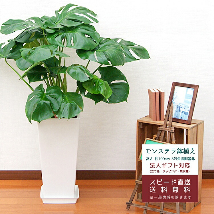 観葉植物 モンステラ7号角高陶器鉢(白) 高さ約85cm | 観葉植物 | 花