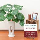 ���տ�ʪ ��󥹥ƥ�7��ѹ�ƫ��ȭ(��) �⤵��85cm 