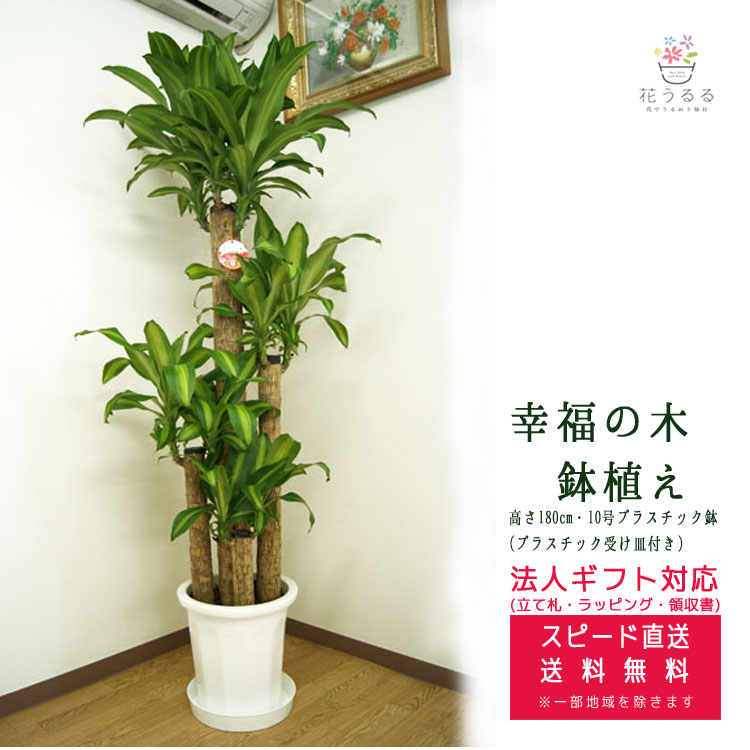 観葉植物 幸福の木10号プラスチック鉢 高さ約1.8m ドラセナ 