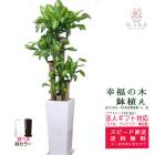 ���տ�ʪ ��ʡ����8��ѹ�ƫ��ȭ(���) �⤵��1.3m �ɥ饻�ʡ��ޥå��󥲥��� ��mass08-001003��