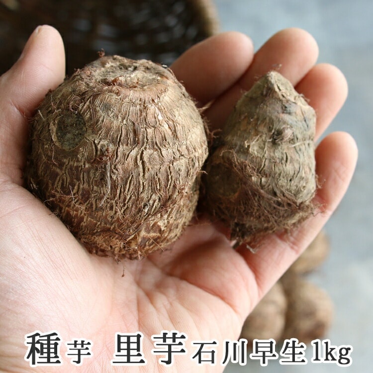春植え 種芋「 里芋 石川早生 1kg (熊本県産)」 里芋 種芋 サトイモ