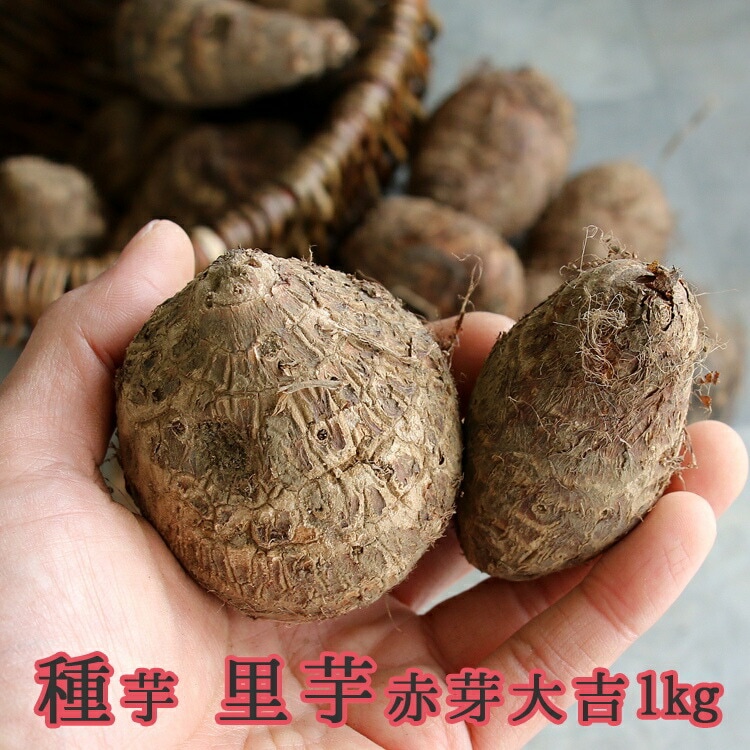 春植え 種芋「 里芋 赤芽大吉 1kg (熊本県産)」 里芋 種芋 サトイモ