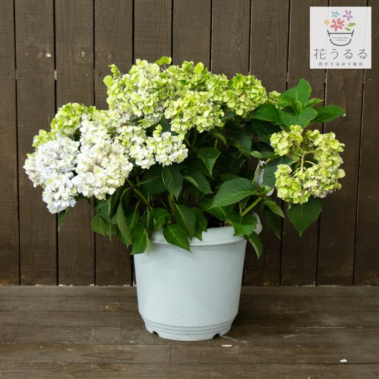 Title 祝開店大放出セール開催中 レア品種 秋色アジサイ 君の名は 10号鉢 紫陽花 ハイドランジア あじさい 鉢植え アジサイ 秋色 品種 ハイドランシア W Tratratores Com Br