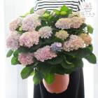 �������Υܥ�塼�ࡿ������������ [�ʼ�:�ޥ������ܥ�塼����� (�ѥ��ƥ� �ޡ��֥� ��������] 8��ȭ 