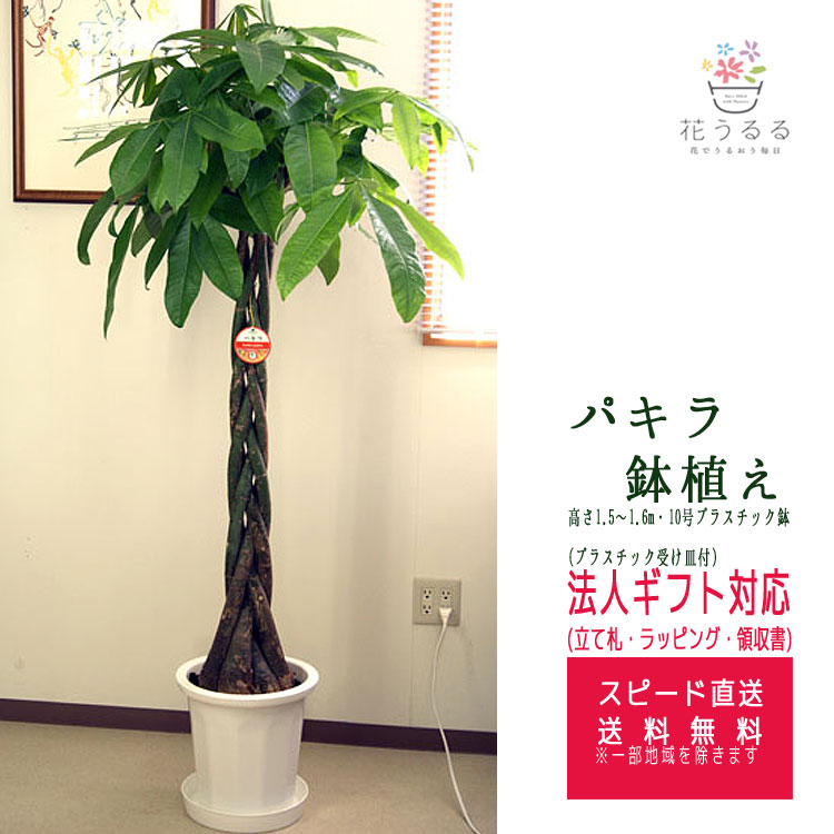 観葉植物 パキラ 10号プラスチック鉢 高さ約1.6m前後【pach10-001