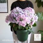 �쥢�ʼ�Υ����������� [�ʼ���ꥪ��] 8��ȭ 
