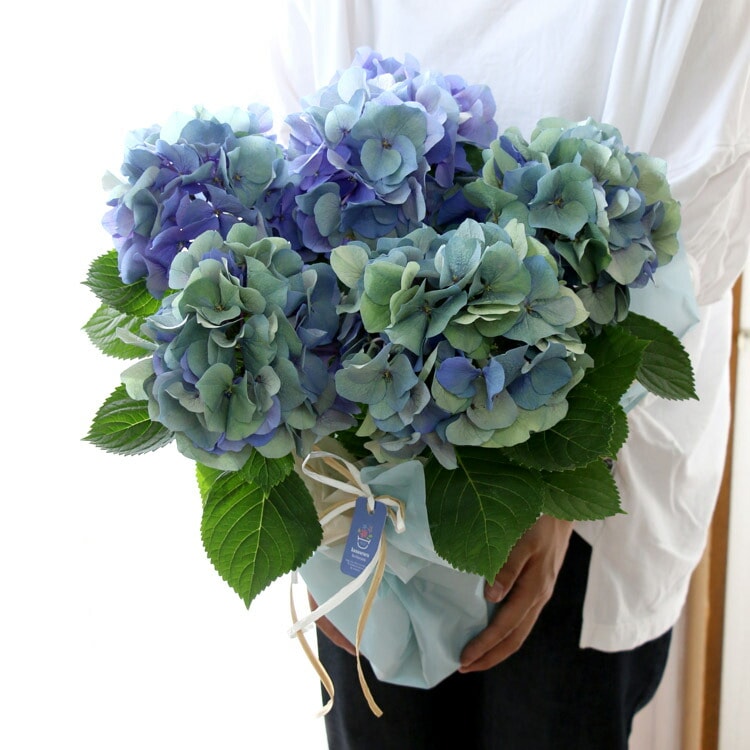 再販未定＼花うるるだけの限定販売／秋色アジサイの匠「鬼木氏」の極