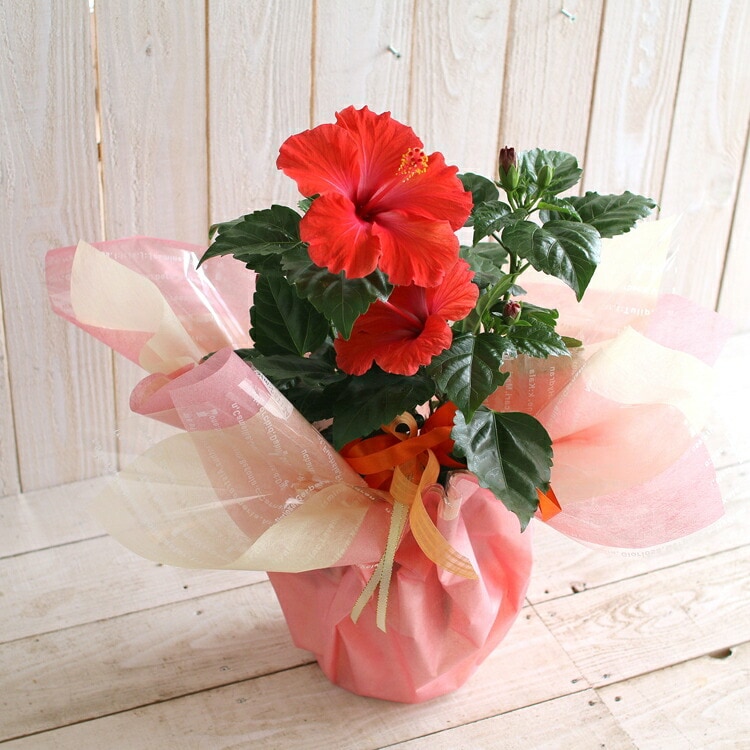 ハイビスカス 鉢植え[サマーレッド] (5号鉢・高さ約50cm前後) | 46