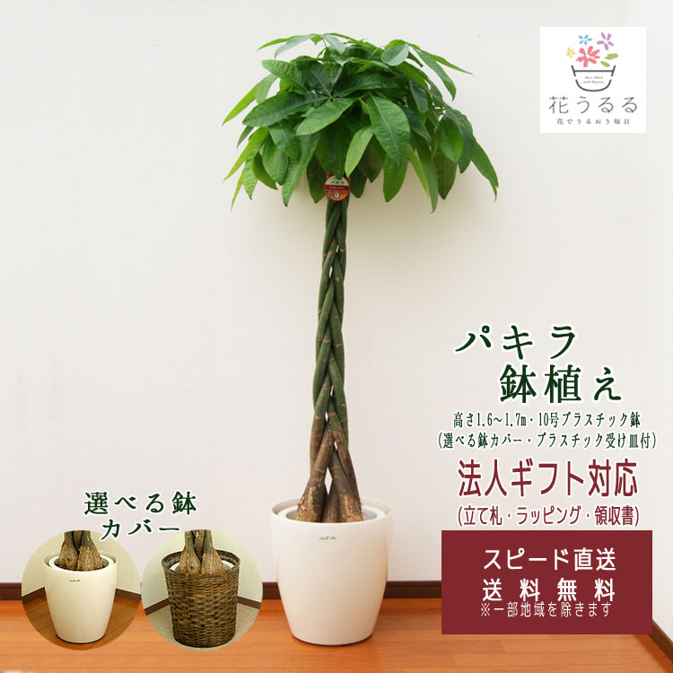 ⭕️本日　パキラ　観葉植物　SOLSO 鉢カバー 🆕 ナチュラルな鉢カバーが入荷しました！ 植物を引き立てる鉢カバーも