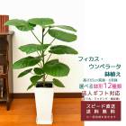 տʪ ե٥顼 6 ٤ȭ 12 ⤵65cm ƥꥢ ۽ˤ Źˤ ۤˤ ե ۽ˤ ץ쥼   