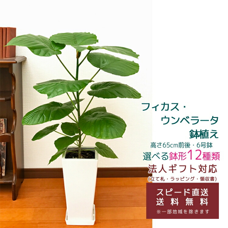 専用　ラッピング込み　 フィカス ウンベラータ セメント鉢 お皿付き 配達エリア限定] フィカス ウンベラータ AG - TRANSHIP