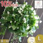 Lۥ٥˥Υϥ󥮥 󤻿 [ۥ磻ȡץߥ]դս˳