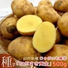 ʼ!? ƿ  㤬 磻֤ʤ(ʥ)500g(Ĺ긩) 