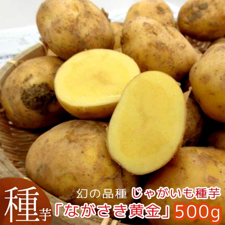 幻の品種!? 希少入荷 再販無し 夏植え 秋植え じゃがいも 種イモ