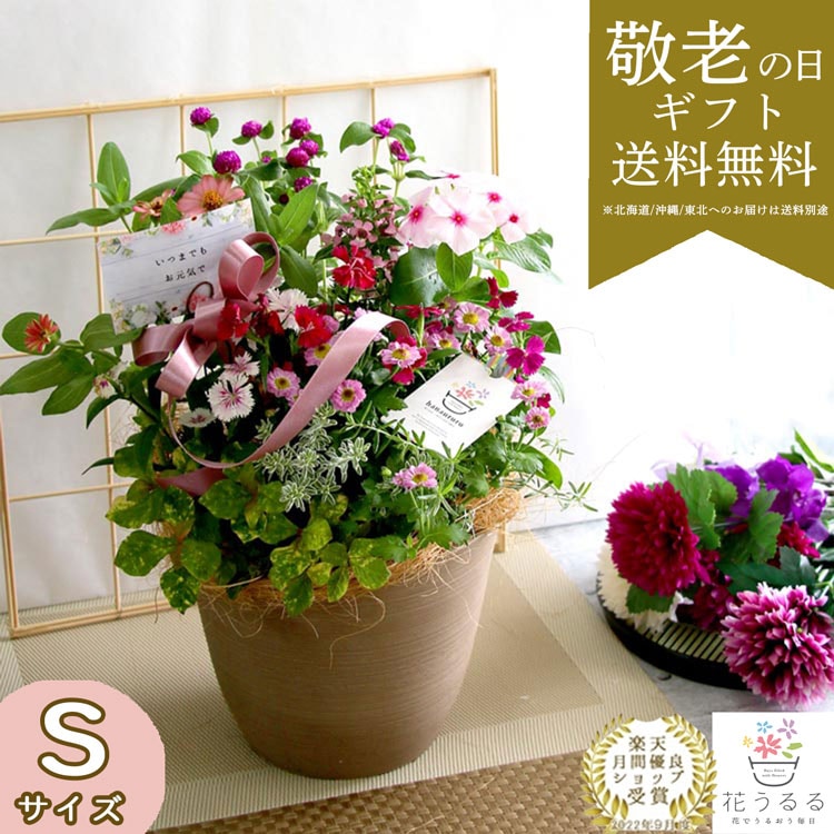 敬老の日 花 寄せ植え 「花うるるの敬老の日アレンジver.S