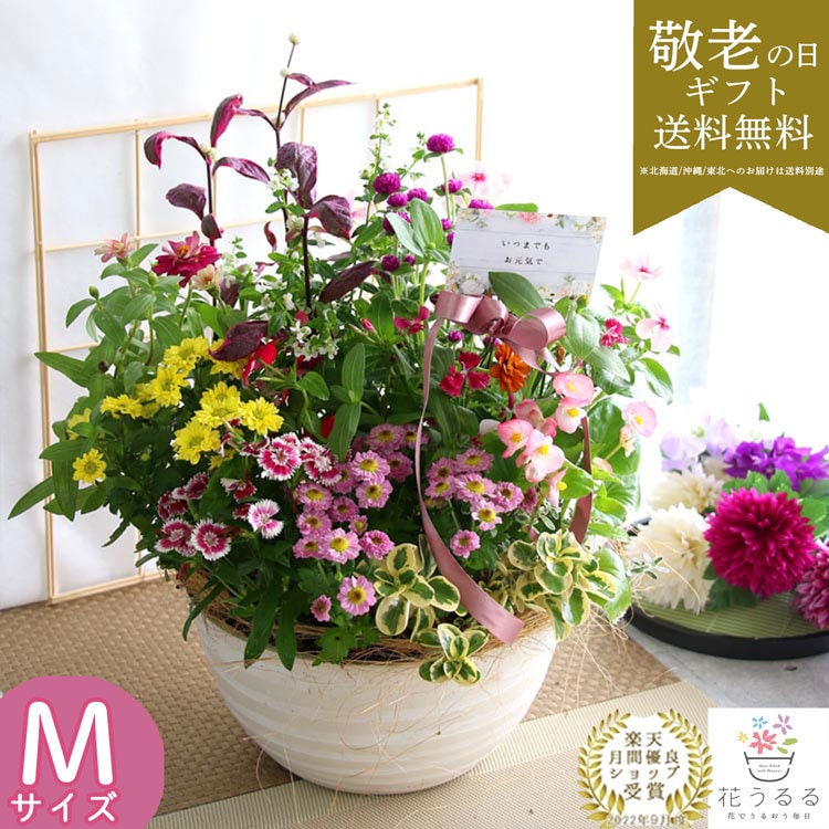 敬老の日 花 寄せ植え 「花うるるの敬老の日アレンジver.M」(花