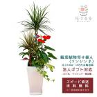 ���տ�ʪ �󤻿���(���󥷥��)9���ƫ��ȭ|(���) �⤵��1.25m ��kan-yosec09-001002��