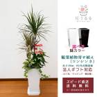 ���տ�ʪ �󤻿���(���󥷥��)8��ѹ�ƫ��ȭ|(���) �⤵��1.3m��kan-yosec08-001003��