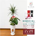 ���տ�ʪ �󤻿���(���󥷥��)7����ƫ��ȭ|(���ֹ�) �⤵��1.0m ��kan-yosec07-00123��