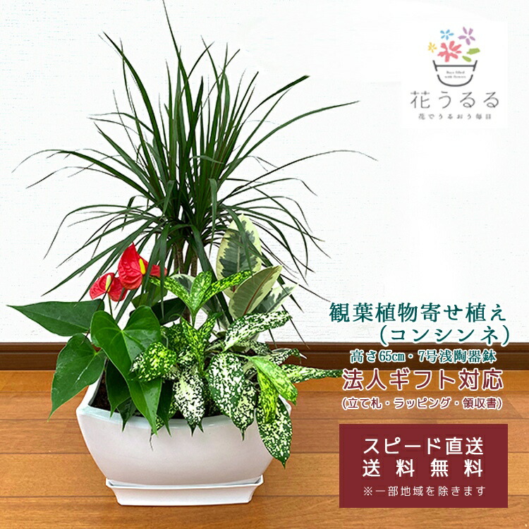 観葉植物 寄せ植え(コンシンネ)7号角浅陶器鉢 高さ約65cm 【kan