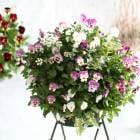 �ӥ���Υϥ󥮥󥰥Х����åȴ󤻿���[�ԥ��ʡ��ԡ���] ����ץ� M������|