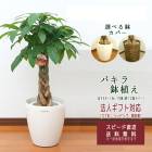 ���տ�ʪ �ѥ��� 7�� �ץ饹���å�(ȭ���С��դ�) �⤵��80��100cm ��pach07-008���緿 ��Ź�ˤ� ���۽ˤ� �������ץ쥼��� ���ۤ��ˤ� ����ƥꥢ �������� ����� �������� �������ʿ���ȭ ����̵��