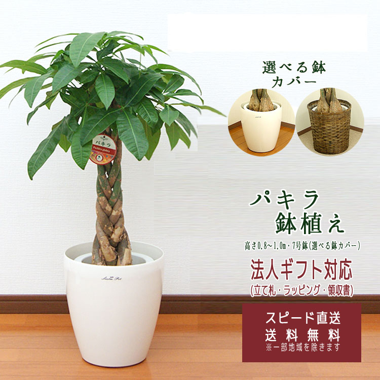 観葉植物 パキラ 7号 プラスチック(鉢カバー付き) 高さ約80