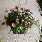 �ӥ���Υϥ󥮥󥰥Х����å� �֤���� �󤻿��� [���󤷤�] ����ץ�