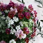 �ӥ���Υϥ󥮥󥰥Х����å� �󤻿��� [���󤷤�DX] M������ �����