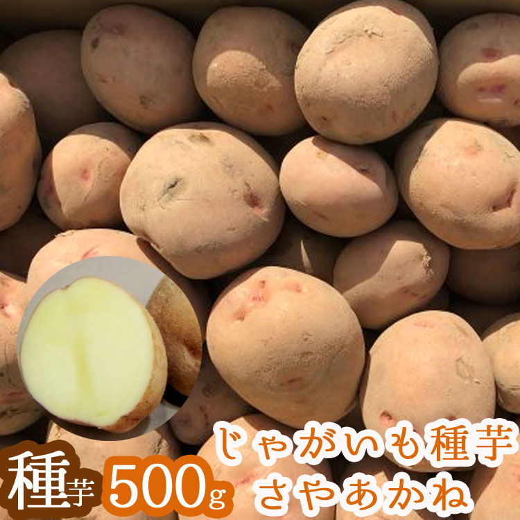 じゃがいも 種芋 種イモ】さやあかね 種芋500g 北海道産 | キッチン