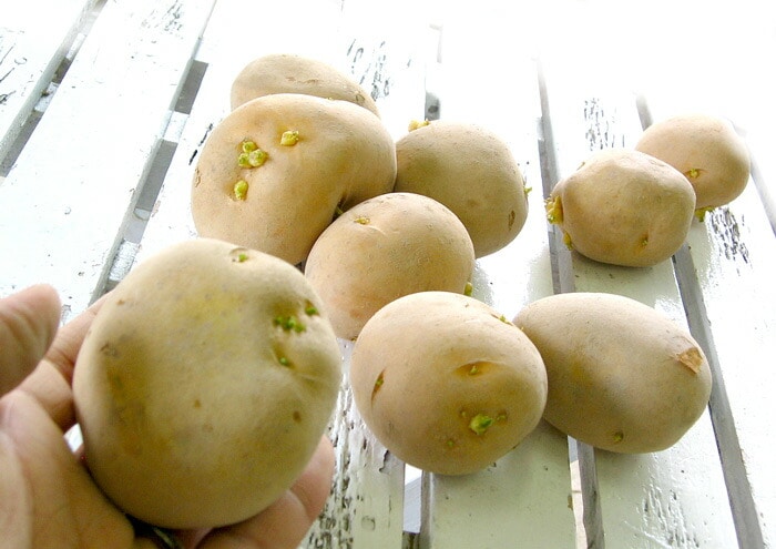 マツコの知らない世界で特集／じゃがいも 種芋 種イモ [キタアカリ