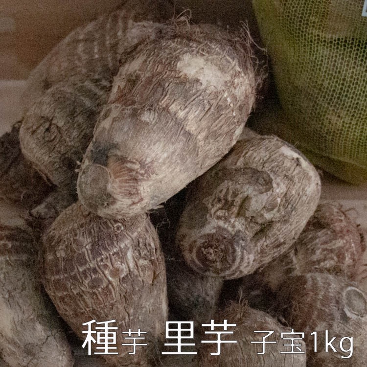 春植え 種芋「 里芋 子宝 1kg (熊本県産)」 里芋 種芋 サトイモ