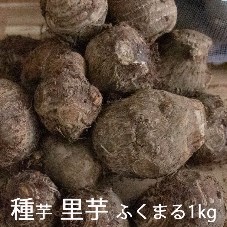 春植え 種芋「 里芋 ふくまる 1kg (熊本県産)」 里芋 種芋 サトイモ
