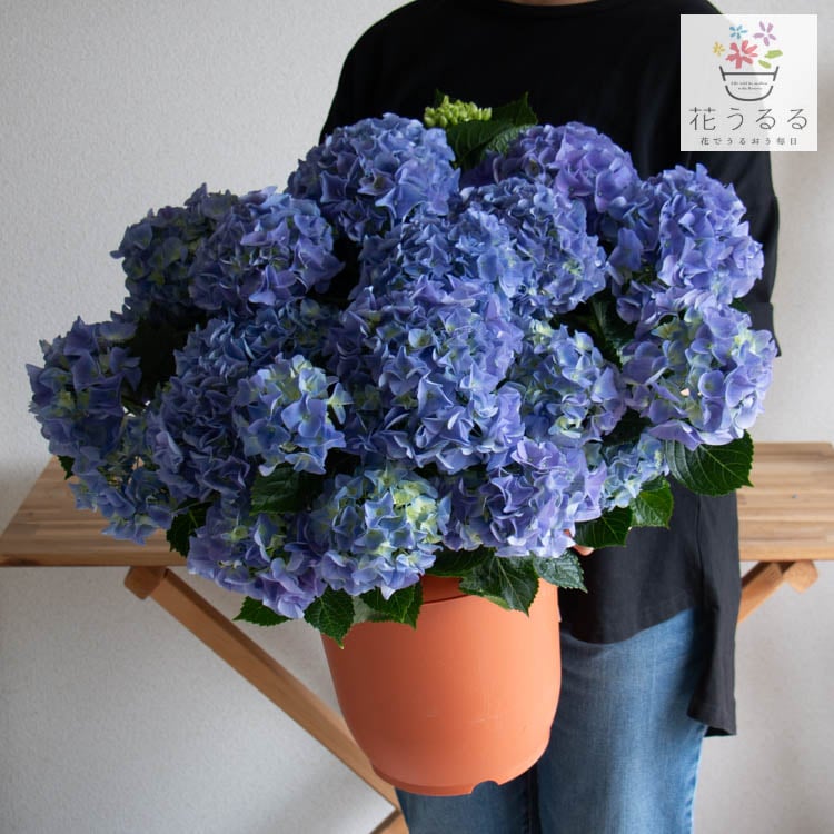 圧巻のボリューム／秋色アジサイ [アーリーブルー]8号鉢 大鉢 マジカル