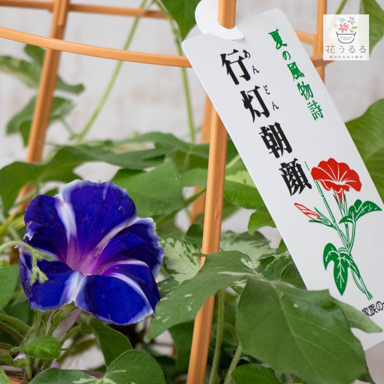朝顔（アサガオ）の行燈(あんどん)仕立て『日本朝顔(花色おまかせ)』6