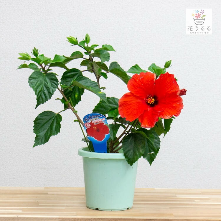 Nao　プルメリア　ラプソディ　バイユー　２鉢　ハイビスカス　3鉢 Nao様専用 プルメリア ラプソディ バイユー 2鉢 ハイビスカス 3