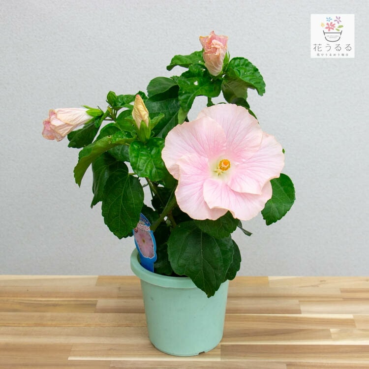 ピンクのハイビスカス鉢植え ハイビスカス 大輪咲き 【ピンクエクボ】 5号鉢 朝風園 : ROSE