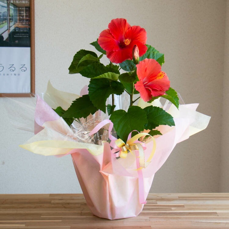 専用・依頼品 ※ ※ 毎日花摘みで次々咲いて 一日花 ハイビスカス○(ピンク)大輪 ガーデン ハイビスカス　苗　大輪　1苗 花