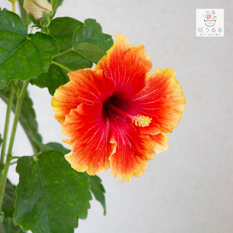 ハイビスカス鉢植え 大輪[肥後錦] (5号鉢・高さ約40～50cm) ( サマー